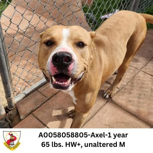 AXEL - Terrier available for adoption