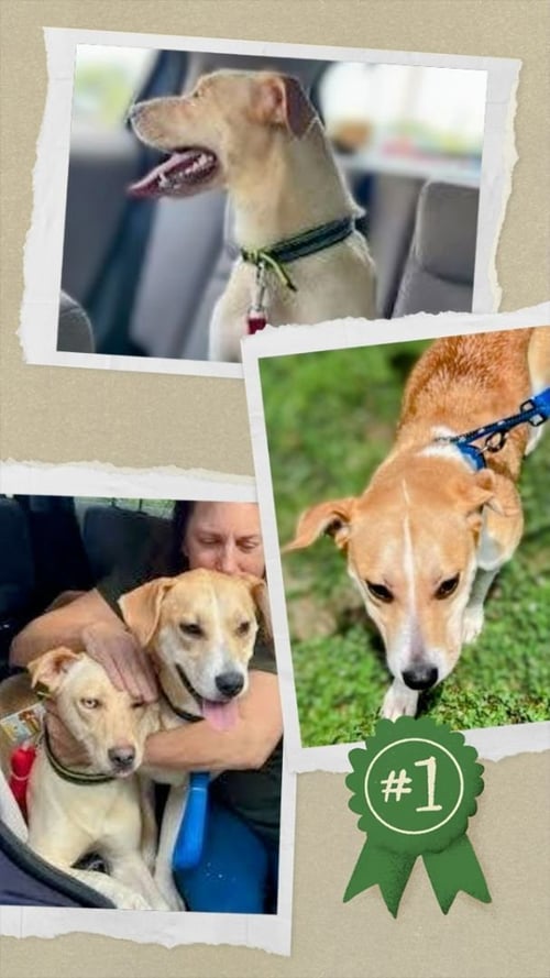 VIDA - Labrador Retriever / Terrier available for adoption