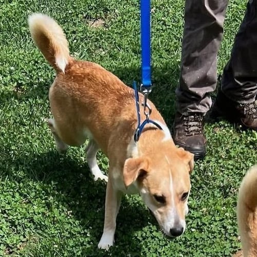 VIDA - Labrador Retriever / Terrier available for adoption