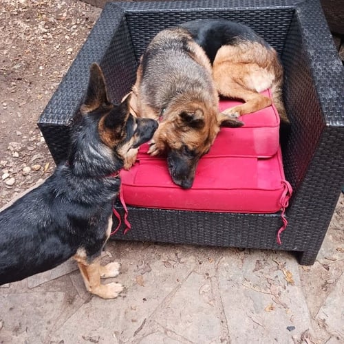 JERSEY - German Shepherd Dog available for adoption