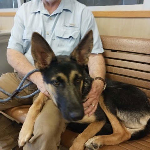 JERSEY - German Shepherd Dog available for adoption