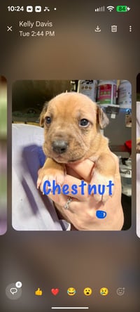 Pumpkin pie - Photo 1