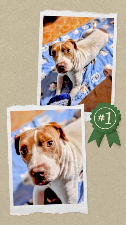 EAST - URGENT - American Staffordshire Terrier / Terrier available for adoption