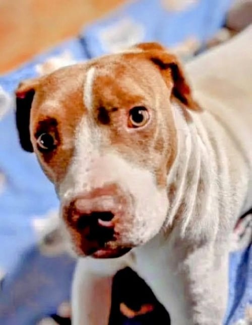EAST - URGENT - American Staffordshire Terrier / Terrier available for adoption