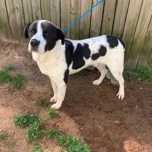 SHAGGY - Pointer / Collie available for adoption