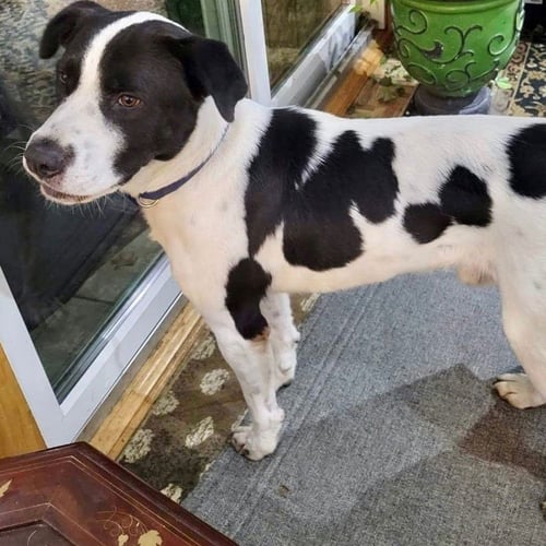 SHAGGY - Pointer / Collie available for adoption