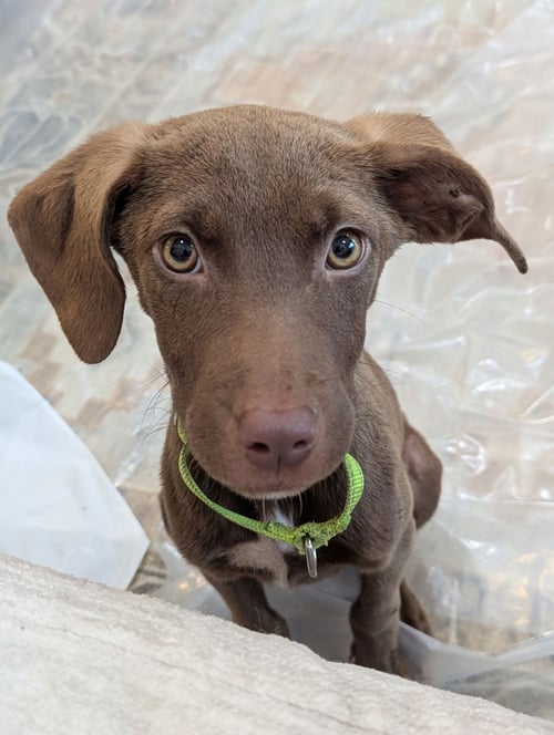 PIXEY - Chocolate Labrador Retriever / Cocker Spaniel available for adoption