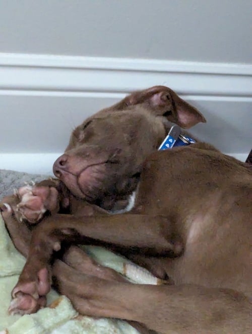 PIXEY - Chocolate Labrador Retriever / Cocker Spaniel available for adoption