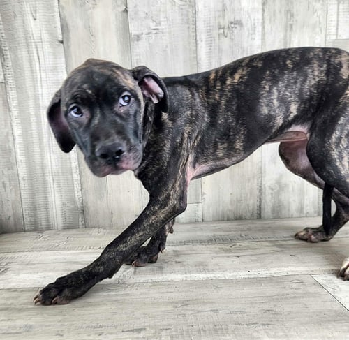 SERENA - Plott Hound / Catahoula Leopard Dog available for adoption