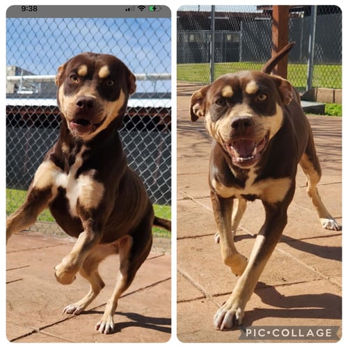 SYDNEY - Unknown available for adoption