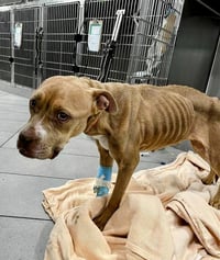 Ivy - Urgent - Photo 2