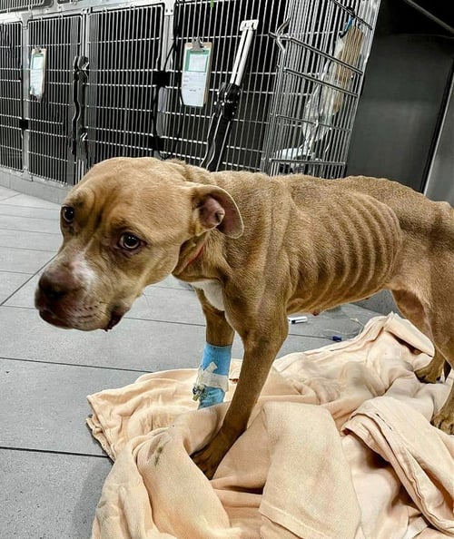 IVY - URGENT - American Staffordshire Terrier available for adoption