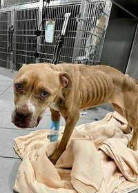 Ivy - Urgent - Photo 3