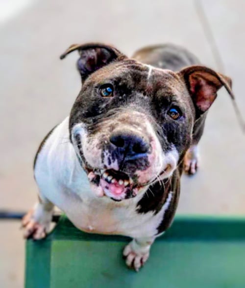 JODIE FOSTER - American Staffordshire Terrier available for adoption