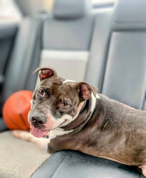JODIE FOSTER - American Staffordshire Terrier available for adoption