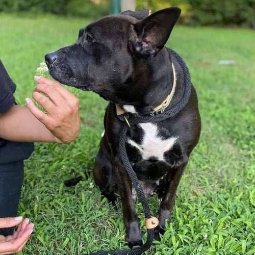 GABI - URGENT - American Staffordshire Terrier available for adoption