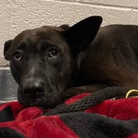 Gabi - Urgent - Photo 3