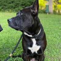 Gabi - Urgent - Photo 4