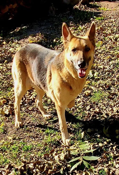 DELILAH - German Shepherd Dog available for adoption