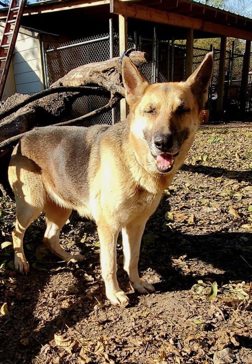 DELILAH - German Shepherd Dog available for adoption