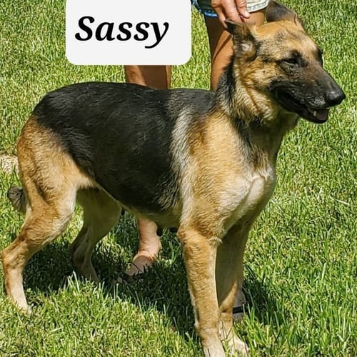 SASSY - German Shepherd Dog available for adoption