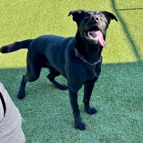 JEDI - Black Labrador Retriever / Shepherd available for adoption