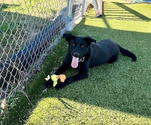 JEDI - Black Labrador Retriever / Shepherd available for adoption