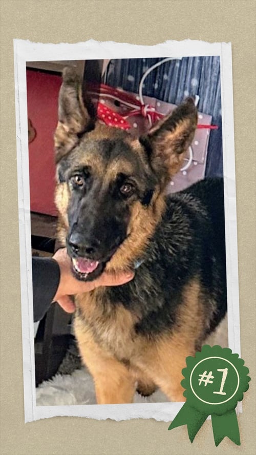 LADY - German Shepherd Dog available for adoption