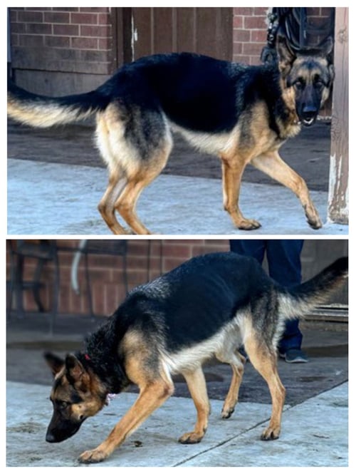 LADY - German Shepherd Dog available for adoption