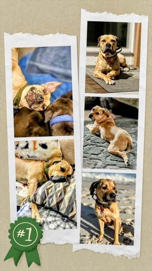 KEARA - Mastiff / Terrier available for adoption