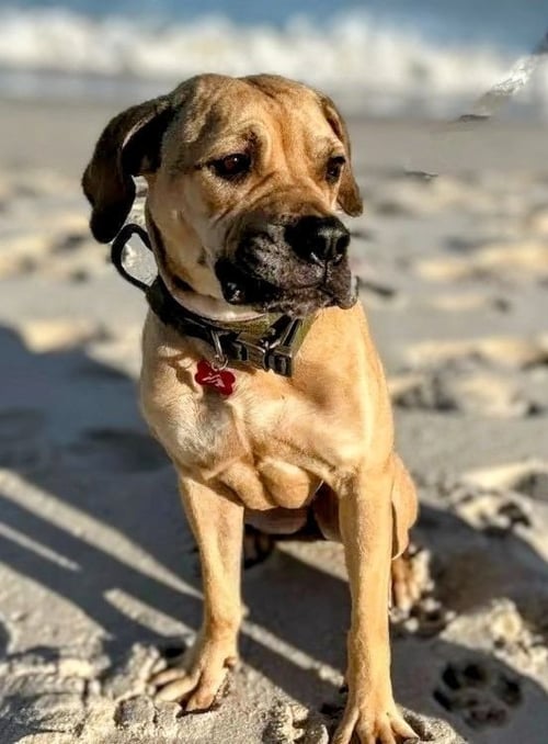 KEARA - Mastiff / Terrier available for adoption