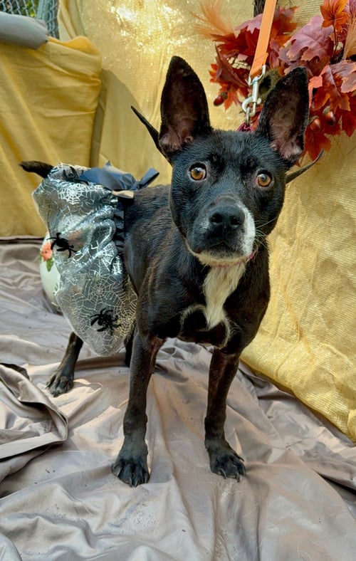 CORA - Border Collie / Cattle Dog available for adoption