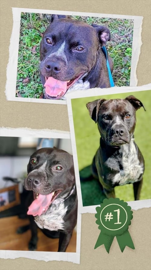 JORDAN - American Staffordshire Terrier / Black Labrador Retriever available for adoption