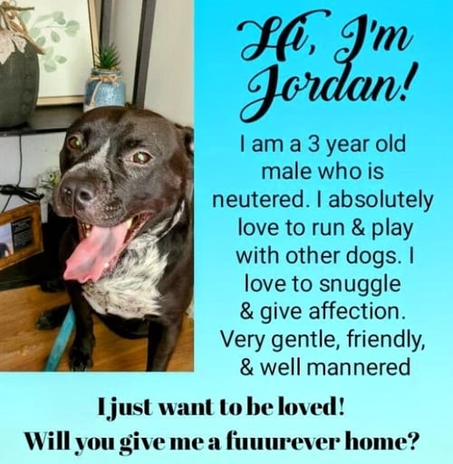 JORDAN - American Staffordshire Terrier / Black Labrador Retriever available for adoption