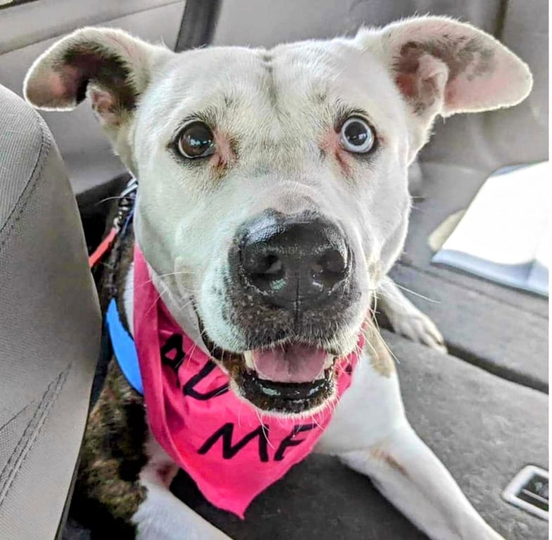 Mona - Urgent 4 Mths in Boarding! Image