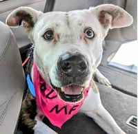 Mona - Urgent 4 Mths in Boarding! - Photo 1