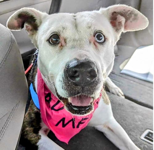 MONA - URGENT 4 MTHS IN BOARDING! - American Staffordshire Terrier available for adoption