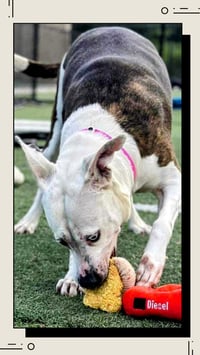 Mona - Urgent 4 Mths in Boarding! - Photo 2