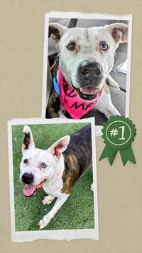 Mona - Urgent 4 Mths in Boarding! - Photo 3