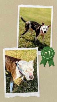 Mona - Urgent 4 Mths in Boarding! - Photo 4