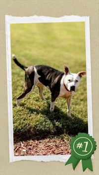 Mona - Urgent 4 Mths in Boarding! - Photo 5