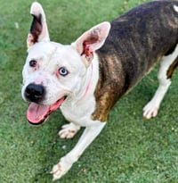 Mona - Urgent 4 Mths in Boarding! - Photo 6