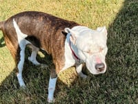 Mona - Urgent 4 Mths in Boarding! - Photo 7