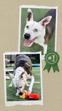 Mona - Urgent 4 Mths in Boarding! - Photo 8