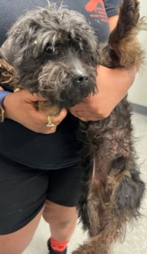 SHADOW - Yorkshire Terrier Yorkie available for adoption