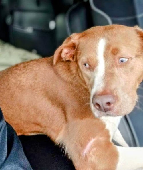 ELLIE - Unknown available for adoption