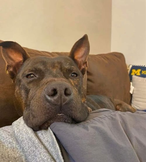 PIMMS - Staffordshire Bull Terrier / Terrier available for adoption