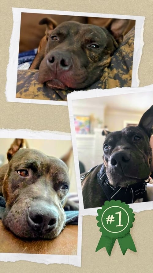 PIMMS - Staffordshire Bull Terrier / Terrier available for adoption