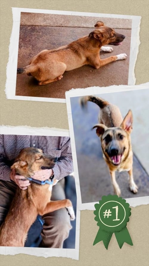 MOE - URGENT - German Shepherd Dog / Terrier available for adoption