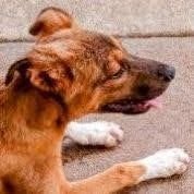 MOE - URGENT - German Shepherd Dog / Terrier available for adoption